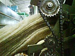 cardatura della lana di pecora