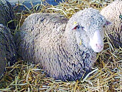 lana di pecora 100% naturale