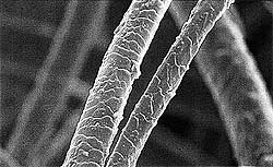 lana di pecora vista al microscopio