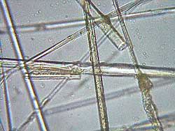 lana di vetro vista al microscopio